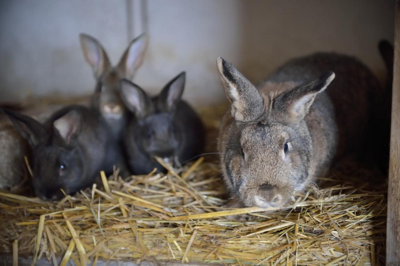 Penzion Mala Farma Nemojany Exteriör bild
